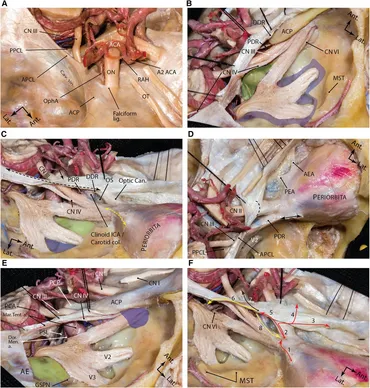 Frontiers | Comprehensive microsurgical anatomy of the