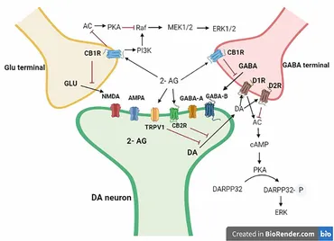Frontiers | Crosstalk between the endocannabinoid and mid