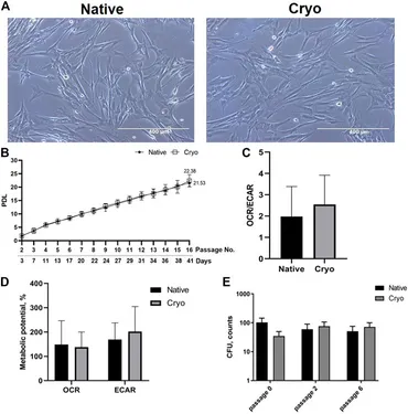 Frontiers | Effects of human placenta cryopreservation on Frontiers | Effects of human placenta cryopreservation on