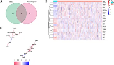 Frontiers | WIPI2 enhances the vulnerability of colorectal