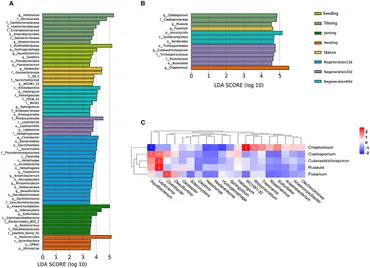 アレックス Frontiers | Shifts in the diversity of root endophytic