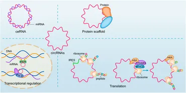 Frontiers | Crosstalk Among circRNA/lncRNA, miRNA, and mRNA