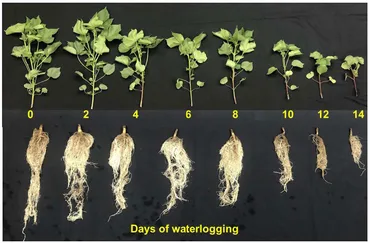 ボトム Differences in metabolite profiling by cold atmospheric