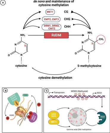 洋書 DNA Methylation Protocols High-throughput robust single-cell DNA methylation profiling