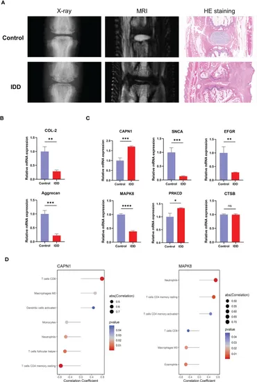Frontiers | MAPK8 and CAPN1 as potential biomarkers of
