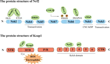 い専用ページ fimmu-14-1200111-g001.jpg