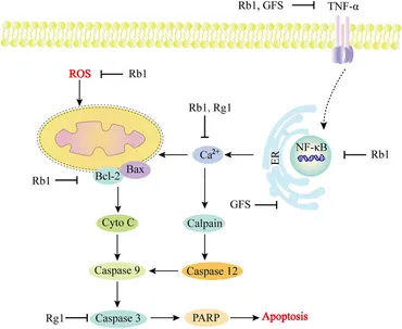 The Role of VEGF Receptors as Molecular Target in Nuclear