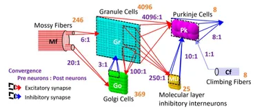 Frontiers | Artificial cerebellum on FPGA: realistic real-time
