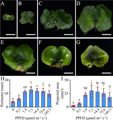 The role of DNA damage repair (DDR) system in response to
