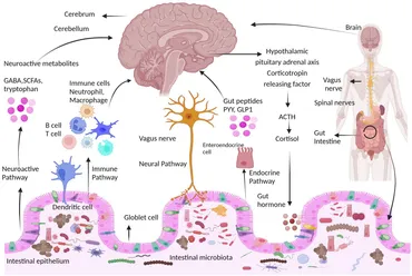 パーカー Cancer Stem Cells, Quo Vadis? The Notch Signaling Pathway in