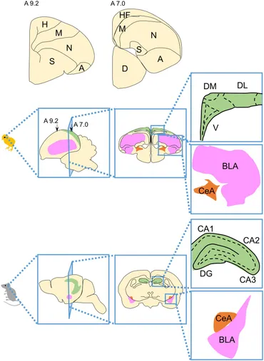 Frontiers | Molecular biology of serotonergic systems in