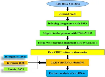Frontiers | Genome-wide identification and characterization