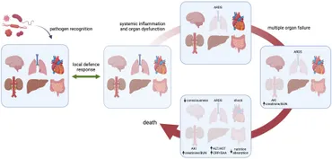 Frontiers | Organotypic heterogeneity in microvascular