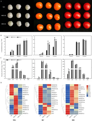 Frontiers | MdSWEET23, a sucrose transporter from apple
