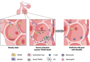 その他 transit an Extrasolar human / macrophage transit an Extrasolar human / macrophage Macrophages in