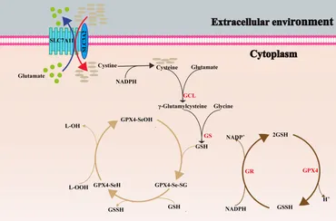 Frontiers | Mechanisms and regulations of ferroptosis