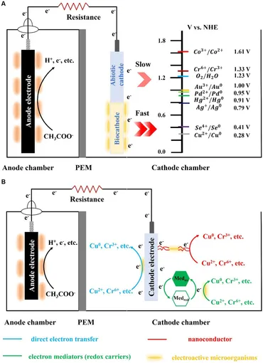 Rapid Identification of Meat Species by the Internal