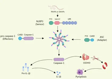 BE:FIRST/\"\"FIRST\"\"One Man Show-We All G… Extracellular Vesicles-ceRNAs as Ovarian Cancer Biomarkers