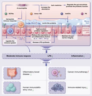 Frontiers | Akkermansia muciniphila and herbal medicine in