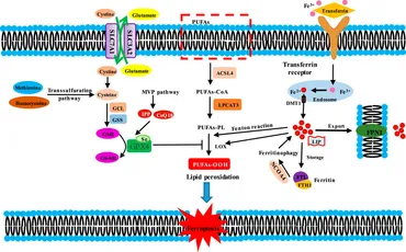 【Rui】 Research on the characteristics and influencing factors of