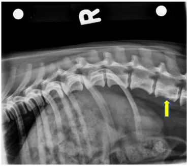【裁断済み】VETERINARY ONCOLOGY No.43 44 46 47 Amazon.co.jp: VETERINARY ONCOLOGY No.34(2022年4月号) (部位別