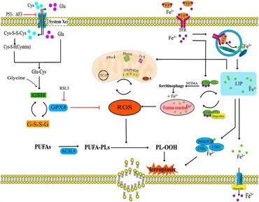 Frontiers | Ferroptosis: a dual-edged sword in tumour growth