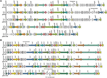 専用　サイズ5 Frontiers | Comparative genomics analysis of pKF3-94 in