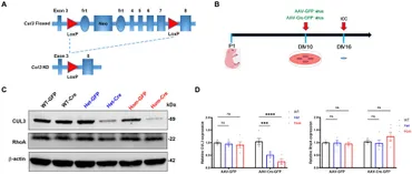 ユウ**K Oxidative Stress in Cancer Cells | Encyclopedia MDPI