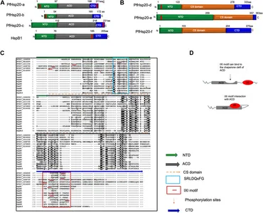 【2025】お歳暮・冬ギフト as proteins shock heat Small | Frontiers modulators cell of トップス