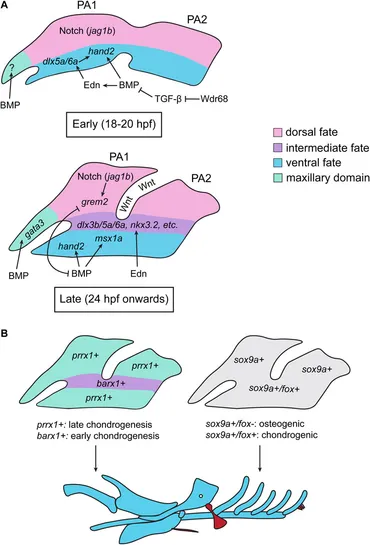 洋書 MORPHOGENESIS Zebrafish Models of Autosomal Recessive Ataxias