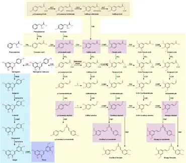 Frontiers | Grass lignin: biosynthesis, biological roles