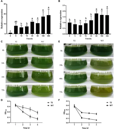 Frontiers | PhbZIP2 regulates photosynthesis-related genes