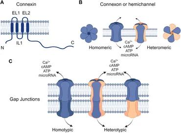 ボーイズラブ 15巻セット Cholesterol Sulfate: Pathophysiological Implications and
