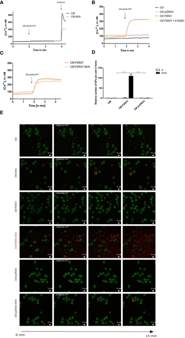 商品画像：Neural Transplantation in the Developing CNS | SpringerLink 1