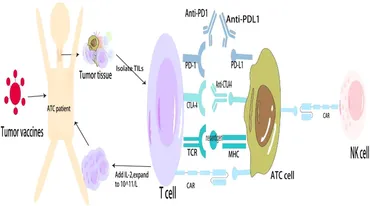 その他 l CD's fonc-14-1365055-g001.jpg