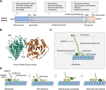 免疫etc... Frontiers | Kinesin-7 CENP-E in tumorigenesis: Chromosome