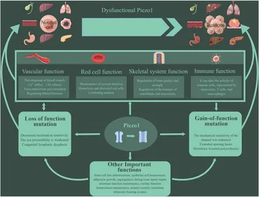 カイ The Role of Carbon‐based Nanomaterials as Cocatalysts in