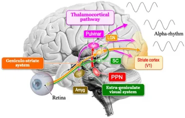 健康・医学 Rhythms of the Brain Rhythms of the Brain: 9780199828234: Medicine & Health