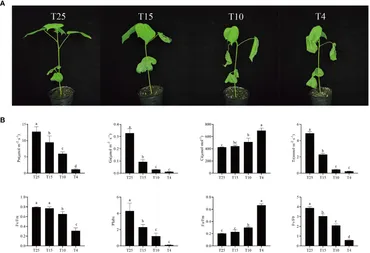 Frontiers | Effect of cold stress on photosynthetic