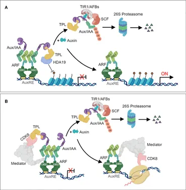 Frontiers | Enigmatic role of auxin response factors in