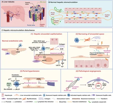 Frontiers | Hepatic microcirculatory disturbance in liver