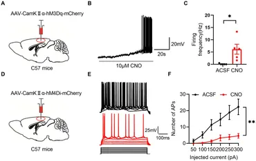 専用ページ　写真のセット Frontiers | Coordination between midcingulate cortex and