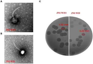 a〜o Peroxidase-like Nanoparticles of Noble Metals Stimulate