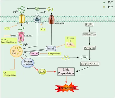 国内初の直営店 Frontiers | Ferroptosis inhibitors: past, present and future 電動歯ブラシ