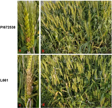 Frontiers | Three novel QTLs for FHB resistance identified