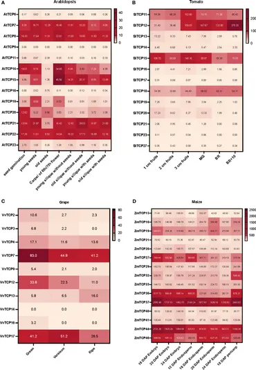 Frontiers | Class I TCP in fruit development: much more than
