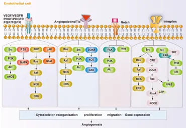 t. 　2体セット Frontiers | Targeted anti-angiogenesis therapy for advanced