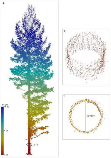 Frontiers | Assessing effects of thinning on the stem form Frontiers | Assessing effects of thinning on the stem form