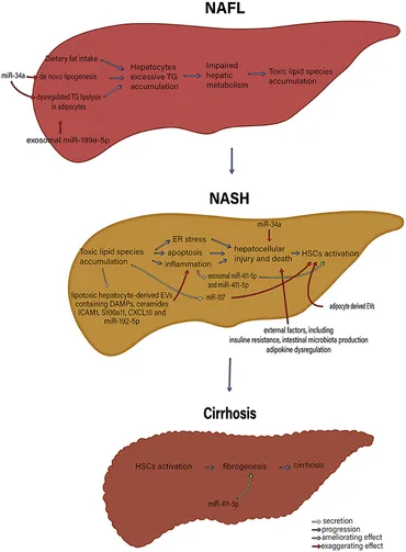 Frontiers | Exosome prospects in the diagnosis and treatment