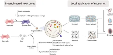 Frontiers | Therapeutic application of mesenchymal stem cell